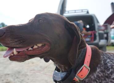 bird dog in field