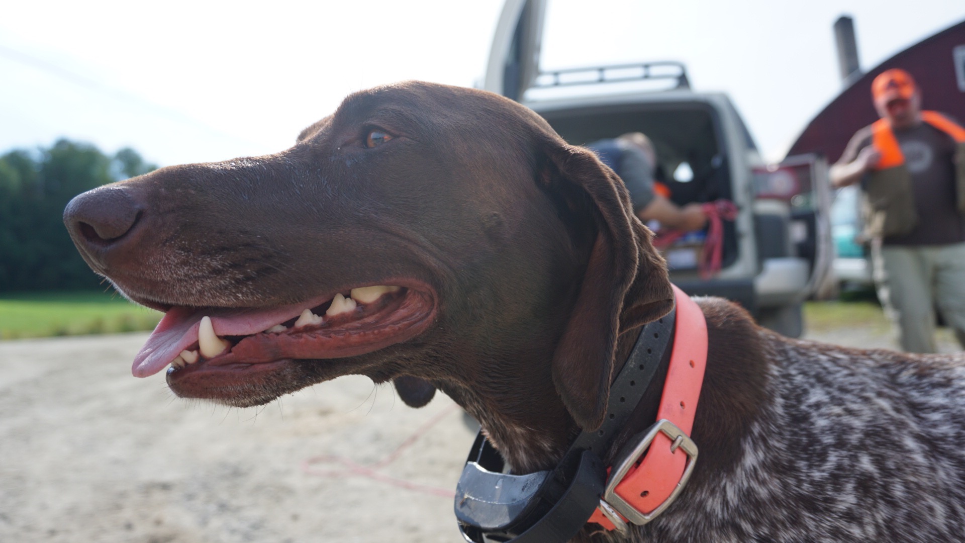 bird dog in field